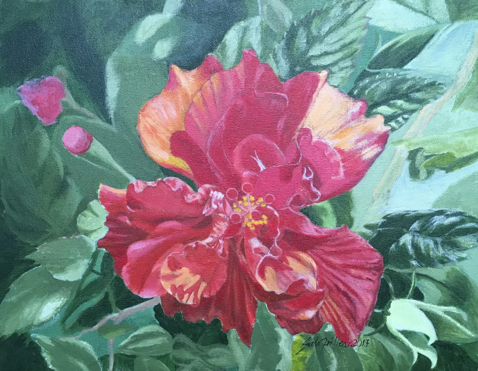 Hibiscus